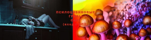 PSILOCYBIN Волосово